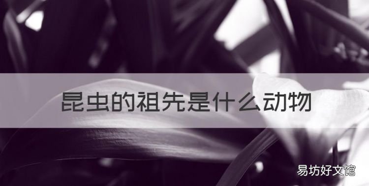 昆虫的由来简介,昆虫的祖先是什么动物