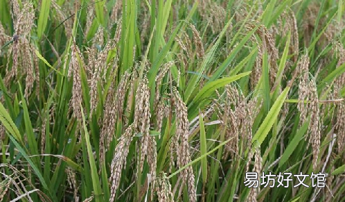五谷指的是哪几种,五谷是哪五谷稻麦黍菽稷读音