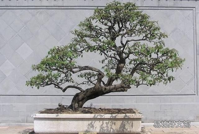 用什么材质的花盆养花好
