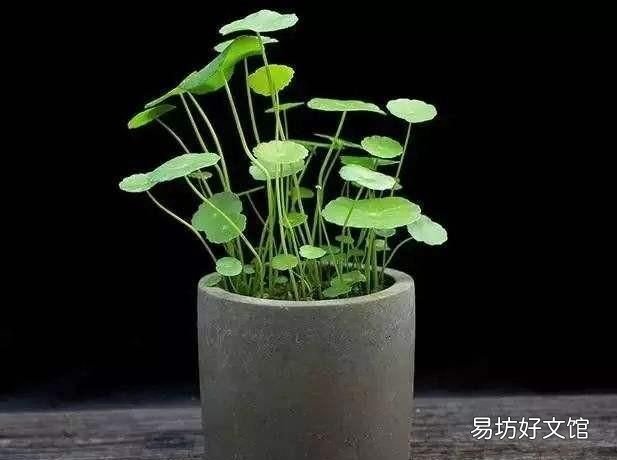 用什么材质的花盆养花好