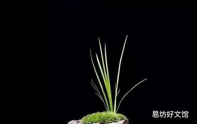 用什么材质的花盆养花好
