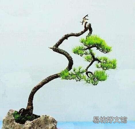 用什么材质的花盆养花好