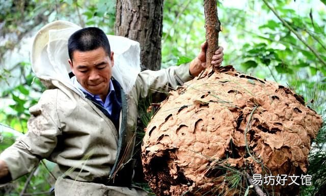 被马蜂蛰了怎么办小妙招 在外被马蜂蛰了怎么办消肿止痛