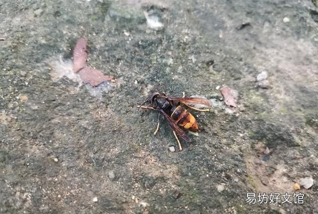 被马蜂蛰了怎么办小妙招 在外被马蜂蛰了怎么办消肿止痛