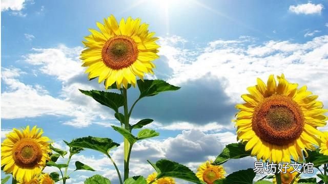 向日葵是怎么知道太阳的方向