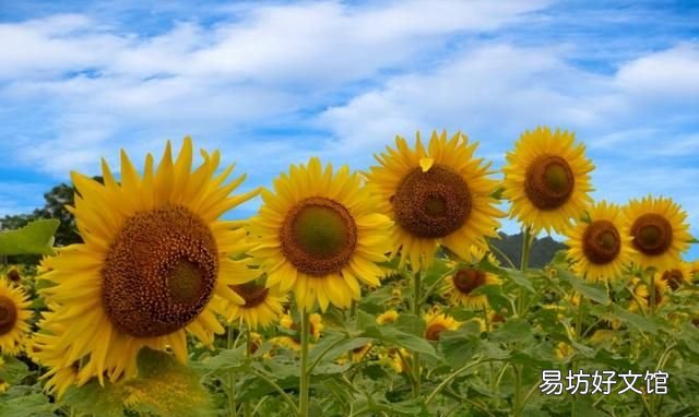 向日葵是怎么知道太阳的方向