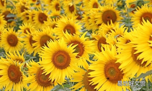 向日葵是怎么知道太阳的方向