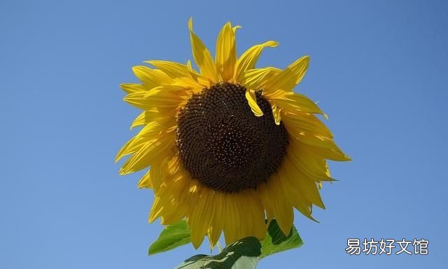 向日葵是怎么知道太阳的方向