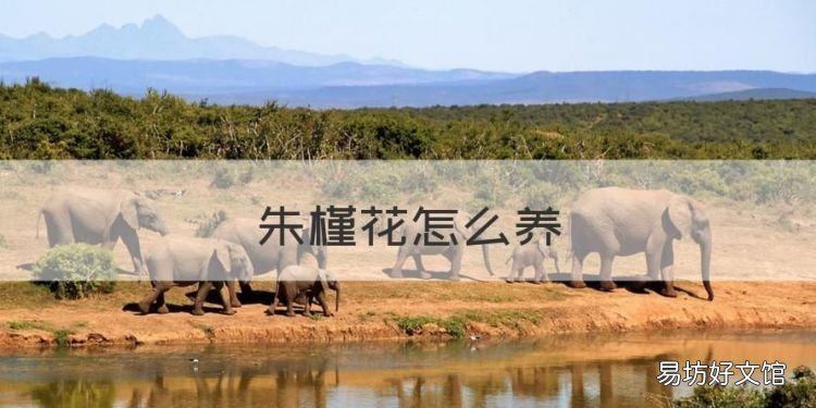 朱槿花怎么养,扶桑花的养殖方法和注意事项