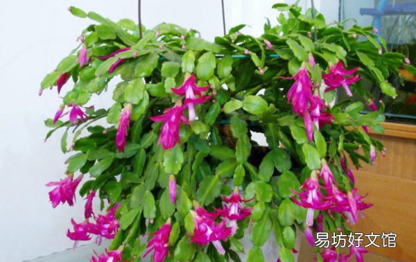 蟹爪兰新叶要掐,蟹爪兰夏天出新叶要掐吗