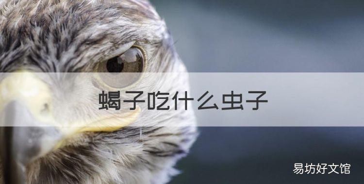 蝎子吃什么虫子,蝎子喜欢吃什么东西?