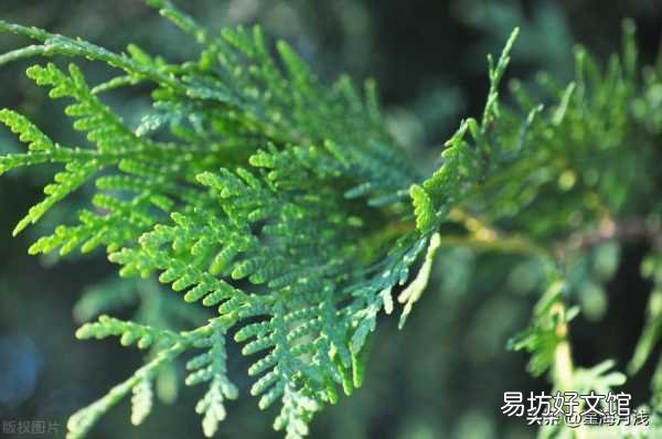 一文了解松柏的寓意和象征 松柏树的象征意义的理解