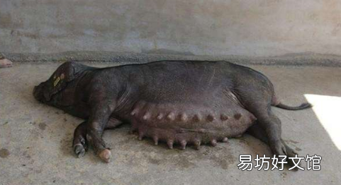 母猪焊接是什么梗 啥意思,母猪羞愧是什么意思 母猪羞愧什么梗