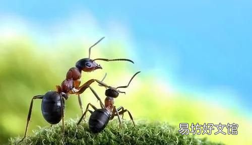 有翅膀的蚂蚁是什么蚂蚁图片 有翅膀的蚂蚁是什么蚂蚁
