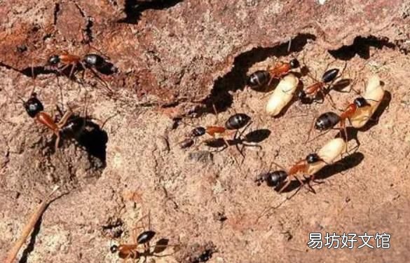 有翅膀的蚂蚁是什么蚂蚁图片 有翅膀的蚂蚁是什么蚂蚁