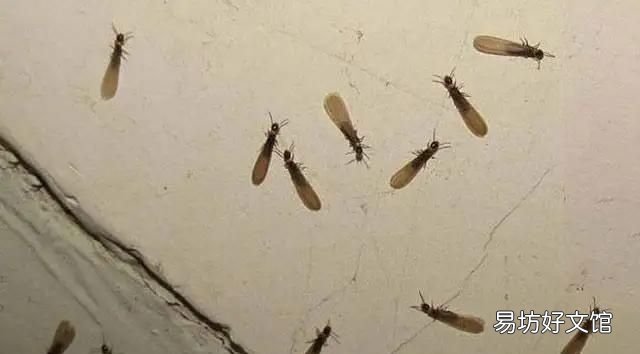 有翅膀的蚂蚁是什么蚂蚁图片 有翅膀的蚂蚁是什么蚂蚁