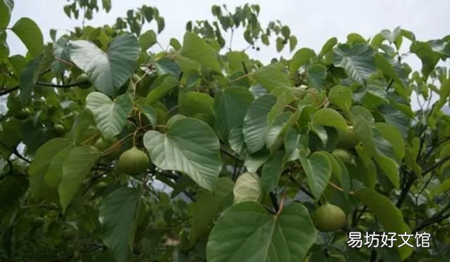 有40亩地,做什么项目比较好?有什么推荐的