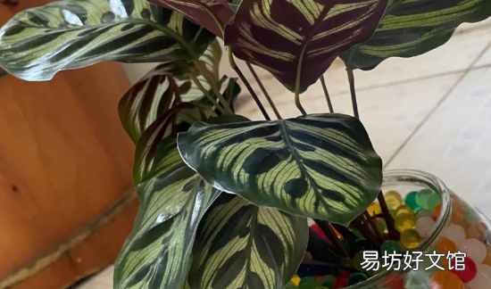 孔雀竹芋适合放家里,孔雀竹芋的寓意和象征风水