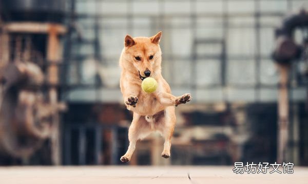 秋田犬是柴犬,柴犬跟秋田犬是一个品种吗