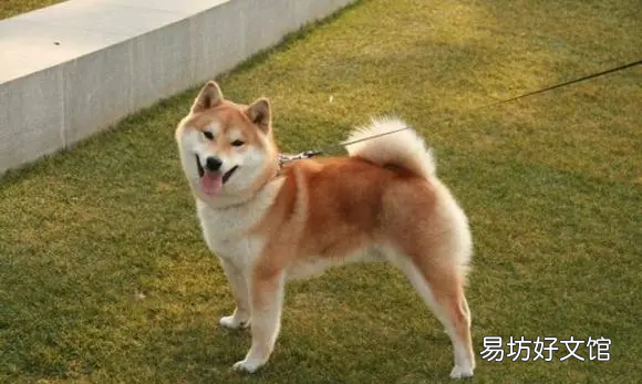 秋田犬是柴犬,柴犬跟秋田犬是一个品种吗