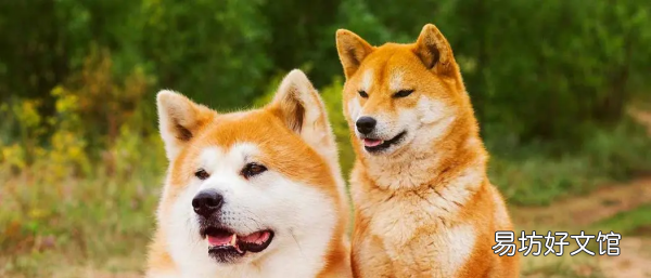 秋田犬是柴犬,柴犬跟秋田犬是一个品种吗