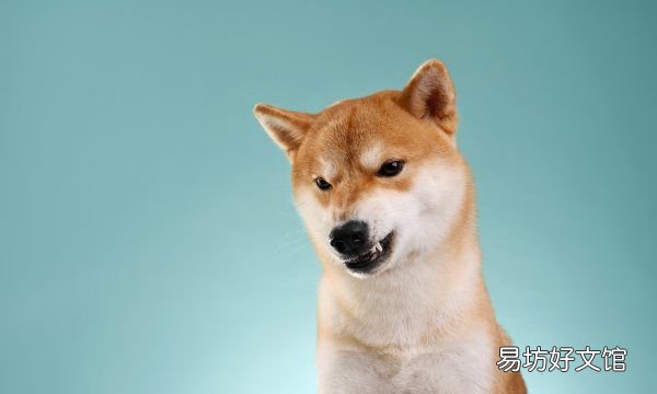 秋田犬是柴犬,柴犬跟秋田犬是一个品种吗