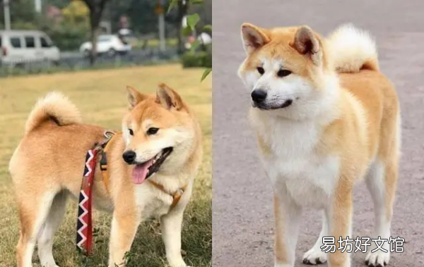 秋田犬是柴犬,柴犬跟秋田犬是一个品种吗