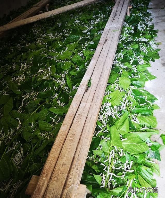 蚕丝被好不好,蚕丝被买到不好的