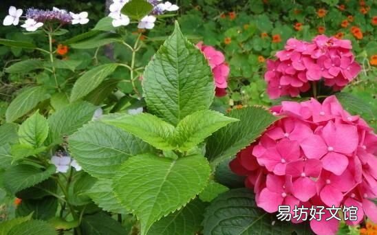 绣球花的叶子为什么干,绣球花叶子掉了怎么补救