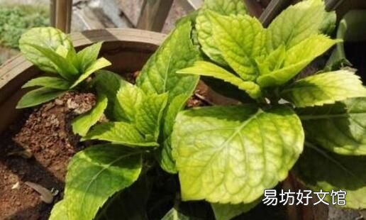 绣球花的叶子为什么干,绣球花叶子掉了怎么补救