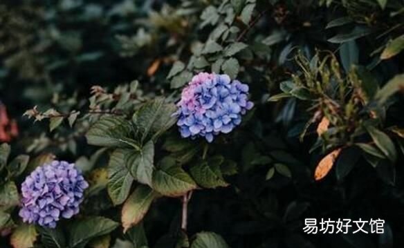 绣球花的叶子为什么干,绣球花叶子掉了怎么补救