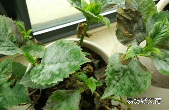 绣球花的叶子为什么干,绣球花叶子掉了怎么补救