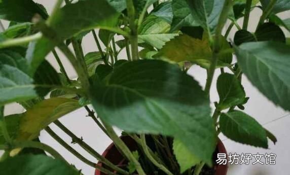 绣球花的叶子为什么干,绣球花叶子掉了怎么补救