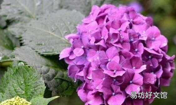 绣球花的叶子为什么干,绣球花叶子掉了怎么补救