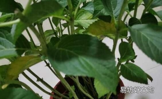 绣球花的叶子为什么干,绣球花叶子掉了怎么补救