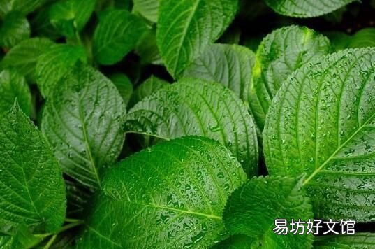 绣球花的叶子为什么干,绣球花叶子掉了怎么补救