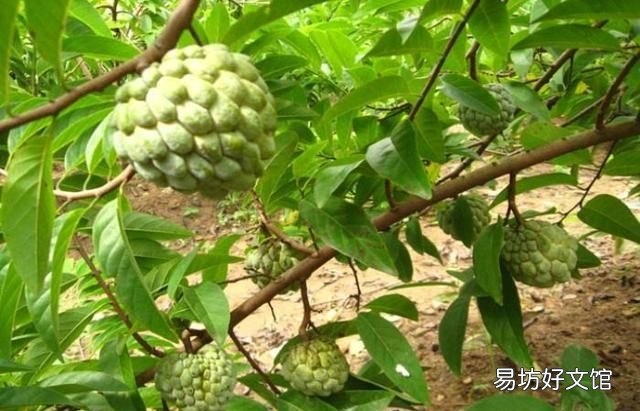 释迦果怎么催熟,蛋黄果怎么催熟