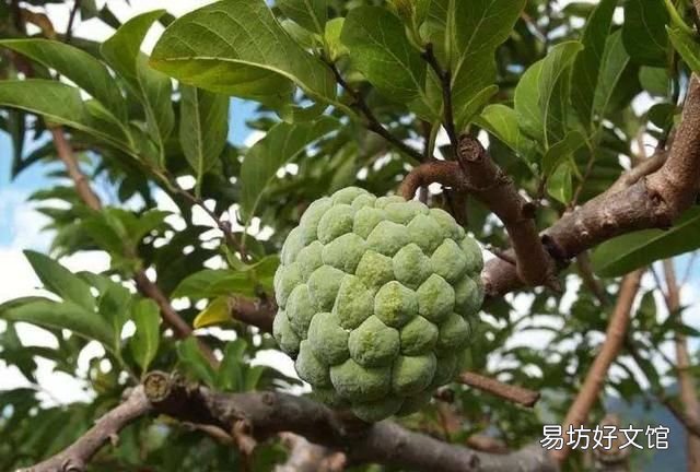 释迦果怎么催熟,蛋黄果怎么催熟
