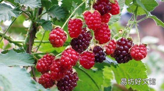 青覆盆子泡酒的做法 桑葚酒的制作方法图片