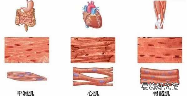 一文告诉你体脂秤测体脂原理 体脂秤的工作原理是什么