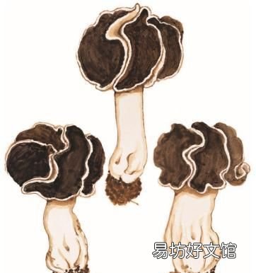 巴楚蘑菇的科普介绍,巴楚蘑菇的优缺点
