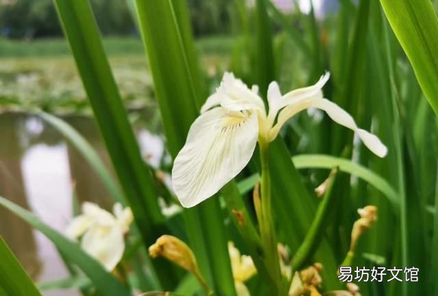 救荒本草对后世及世界的影响
