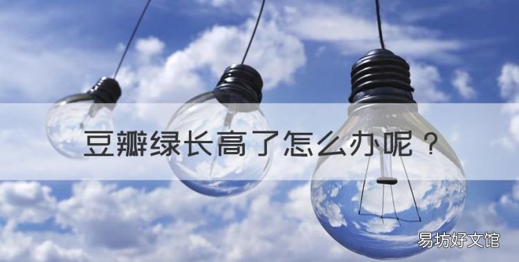 豆瓣绿长高了怎么办，豆瓣绿的养殖方法和注意事项