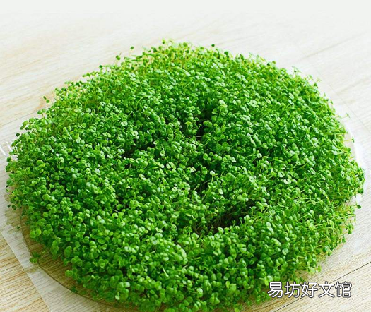 敷海藻面膜的好处与坏处有哪些