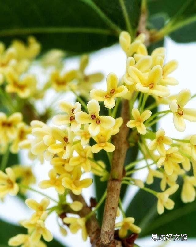 什么桂花最好,什么桂花最好养
