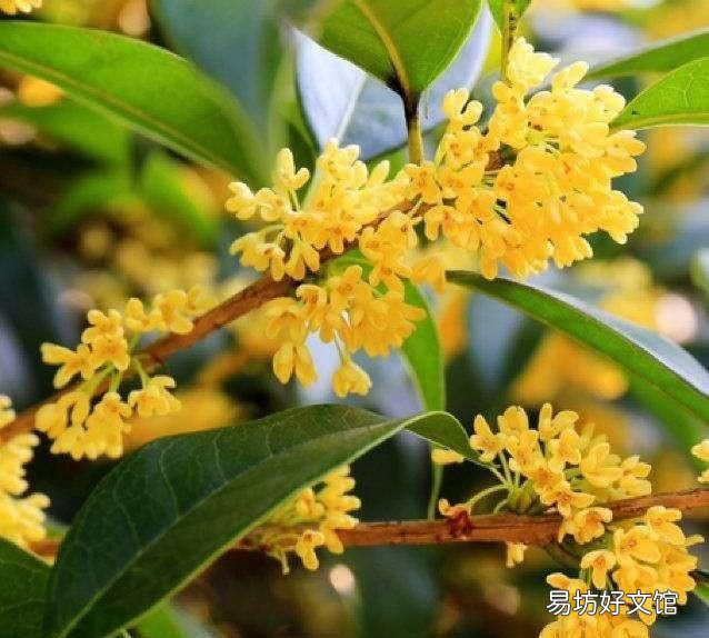 什么桂花最好,什么桂花最好养
