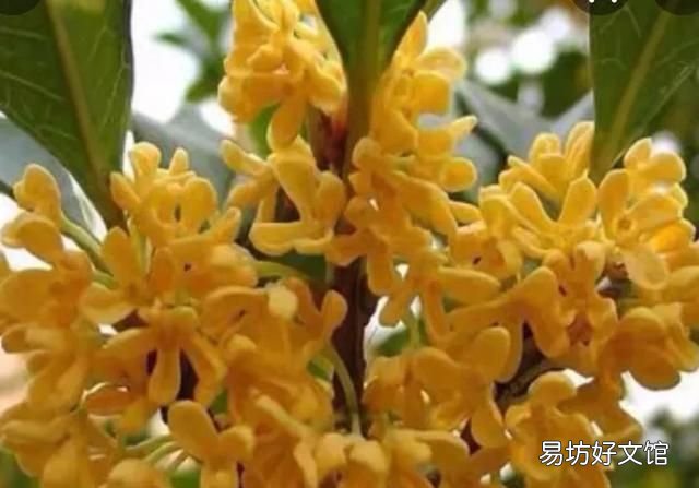 什么桂花最好,什么桂花最好养