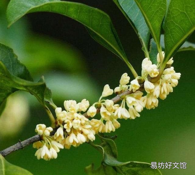 什么桂花最好,什么桂花最好养