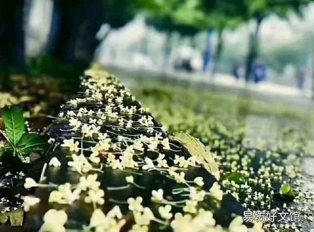 什么桂花最好,什么桂花最好养