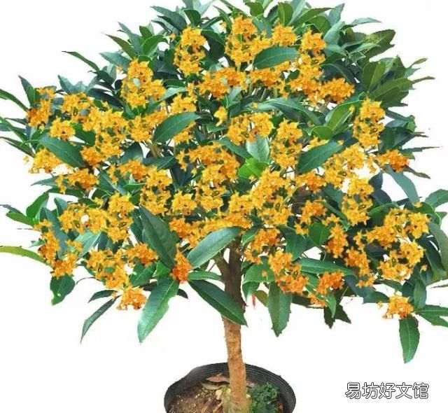 什么桂花最好,什么桂花最好养